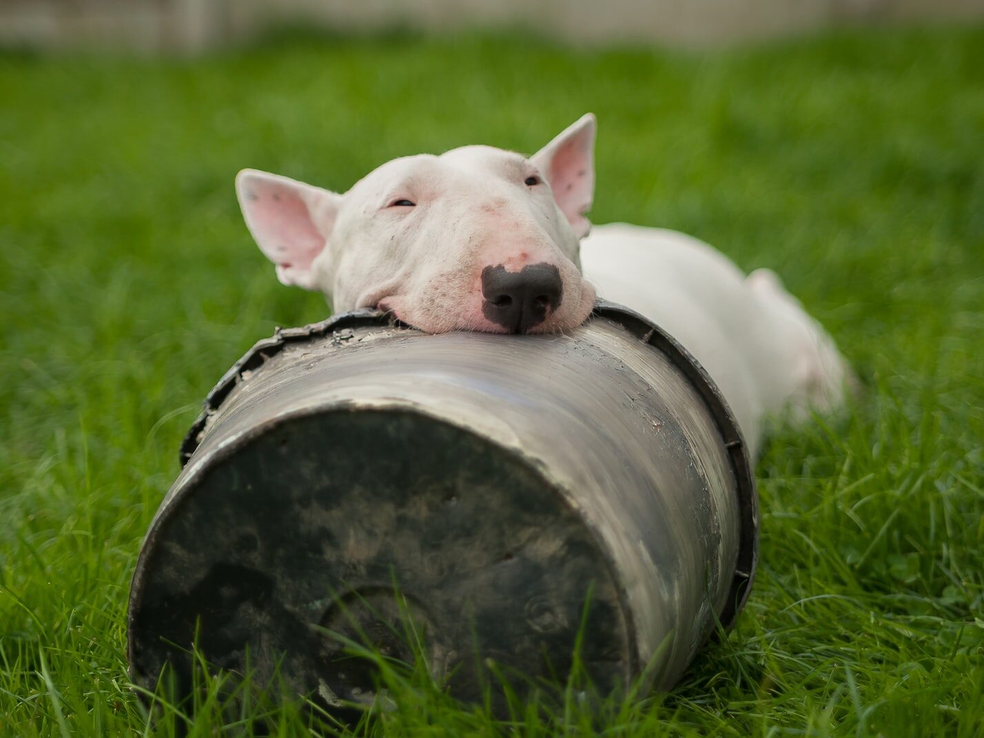 white bull terrier lying on ground with head on bucket