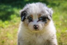white puppy