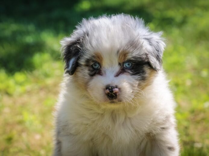 white puppy