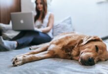 Golden Retriever lying on bed