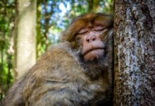 sleeping monkey during daytime