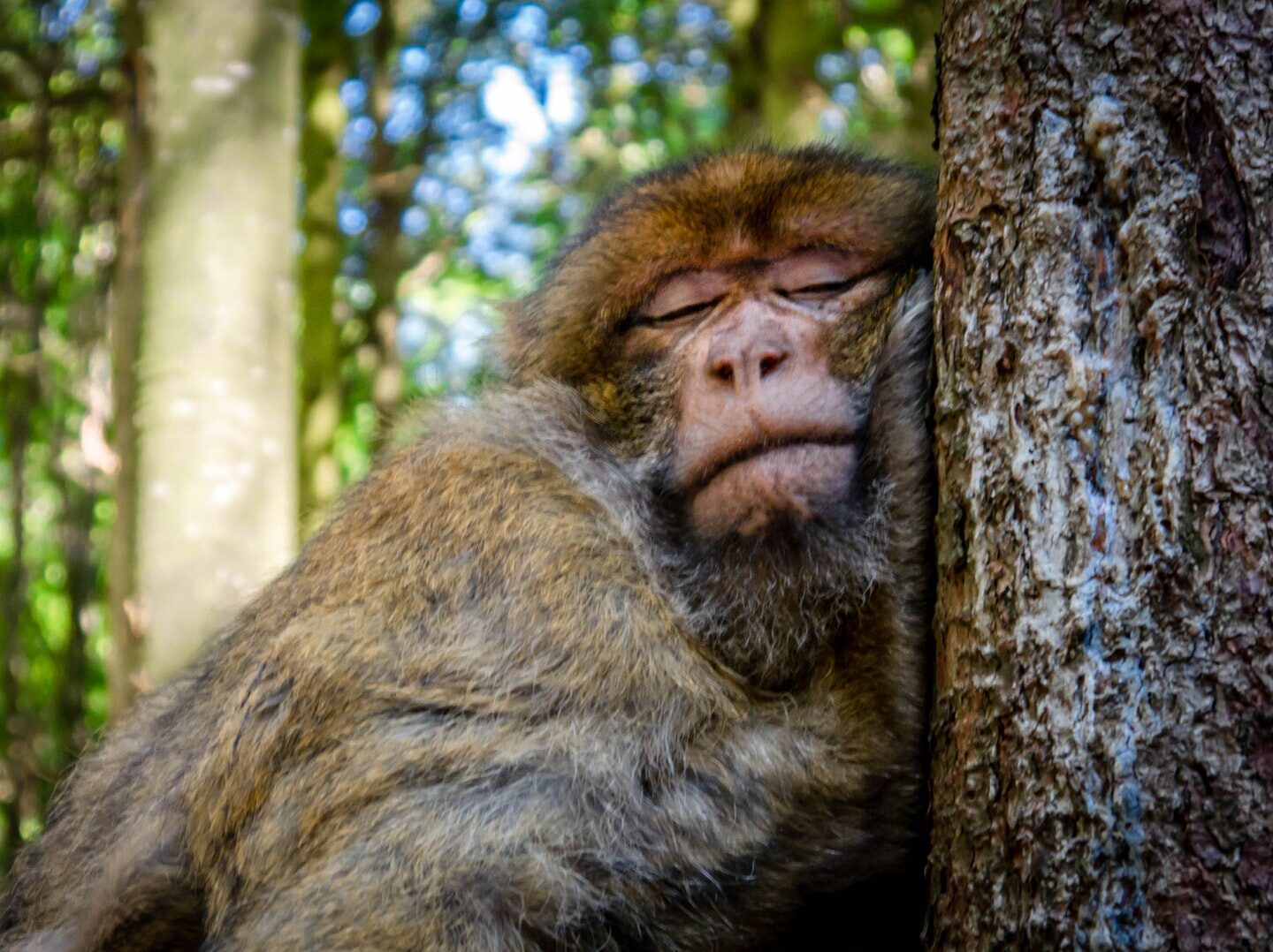 sleeping monkey during daytime