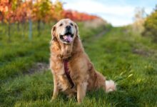 golden retriever running on green grass field during daytime