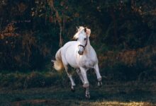 shallow focus photo of white horse running