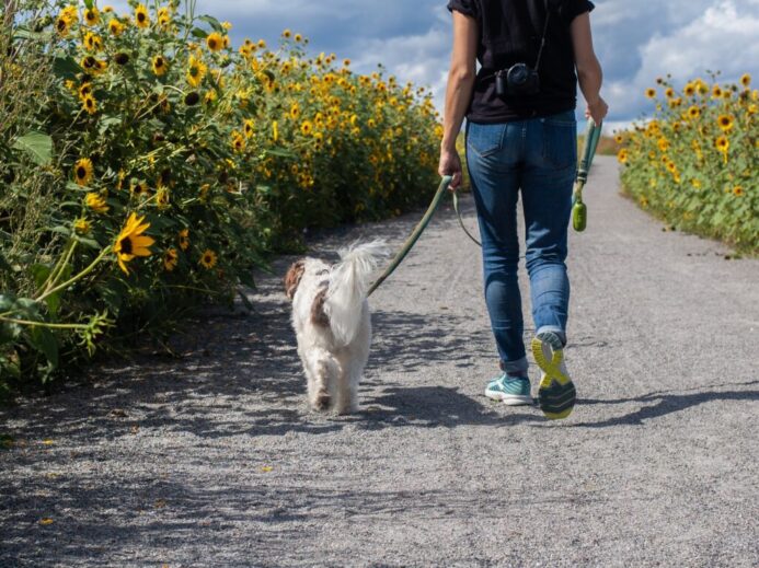 man in blue t-shirt and blue denim jeans walking with white dog on road during