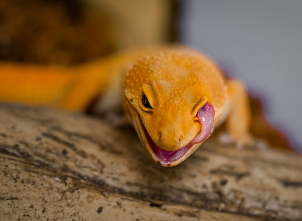 orange and yellow lizard on brown wooden surface