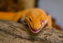 orange and yellow lizard on brown wooden surface