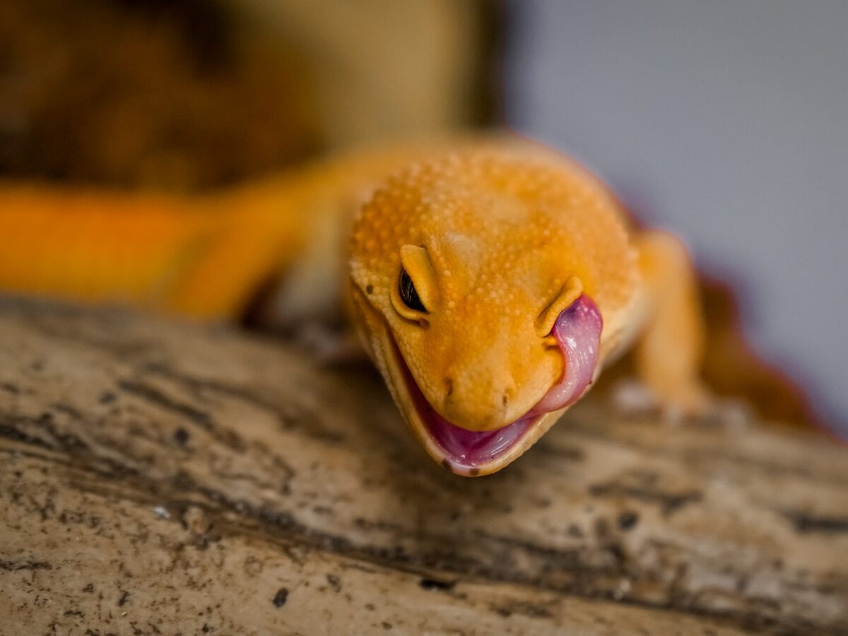 orange and yellow lizard on brown wooden surface
