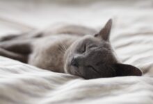 Russian Blue cat sleeping on whit textile