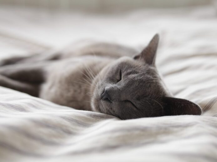 Russian Blue cat sleeping on whit textile