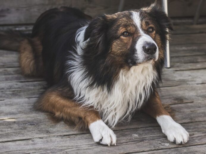 brown, black, and white dog lying on floor