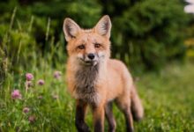 brown animal on green grass