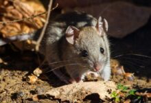 brown rodent on brown dried leaves