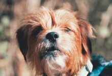 short-coated brown dog closeup photo