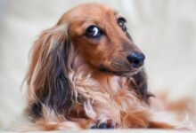 brown and black long haired dachshund