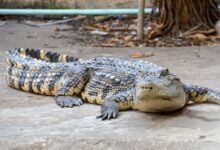 black and brown crocodile lying on ground