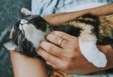 person holding white and black cat
