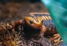 brown and black frog