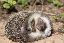 white and black hedgehog on ground during daytime