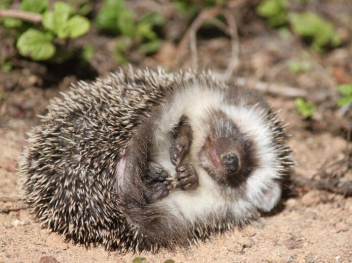 white and black hedgehog on ground during daytime