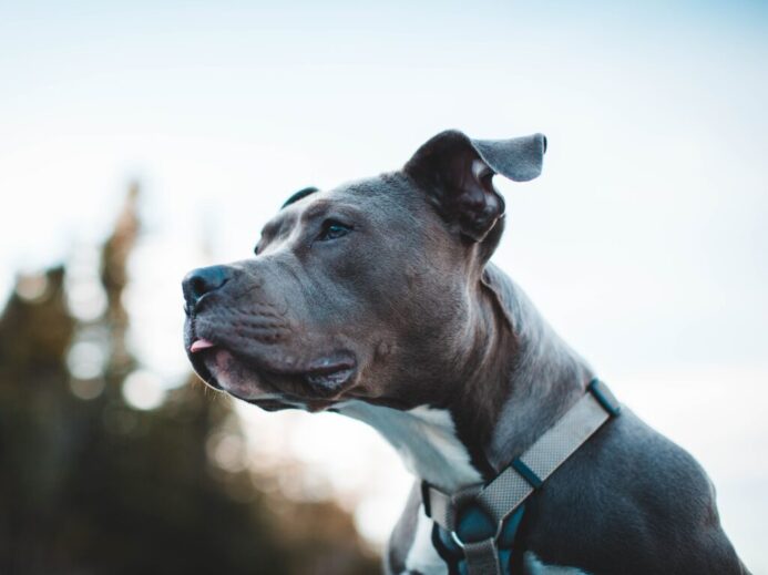 black and white american pitbull terrier with blue collar
