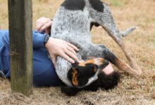 person in blue denim jeans sitting beside white and black short coated dog during daytime