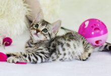 gray kitten sitting on floor