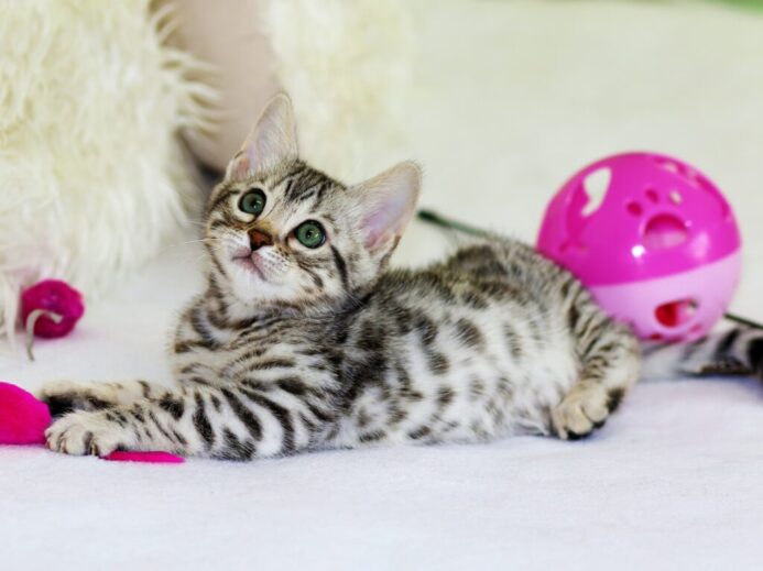 gray kitten sitting on floor