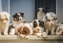 long-coated white puppy litter