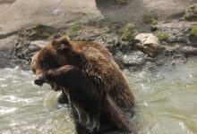 brown bear