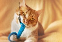 orange tabby cat on white textile