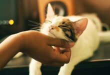 shallow focus photography of white and brown cat