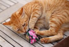 orange tabby cat lying on gray wooden floor