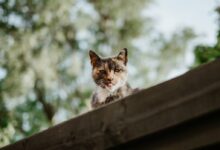 selective focus photography of calico cat on roof