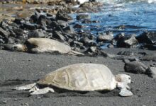 brown turtle on gray rocky shore during daytime