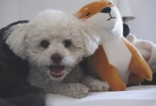 white toy poodle on white table