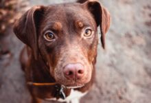 brown and white short coated dog sitting on gray concrete floor during daytime