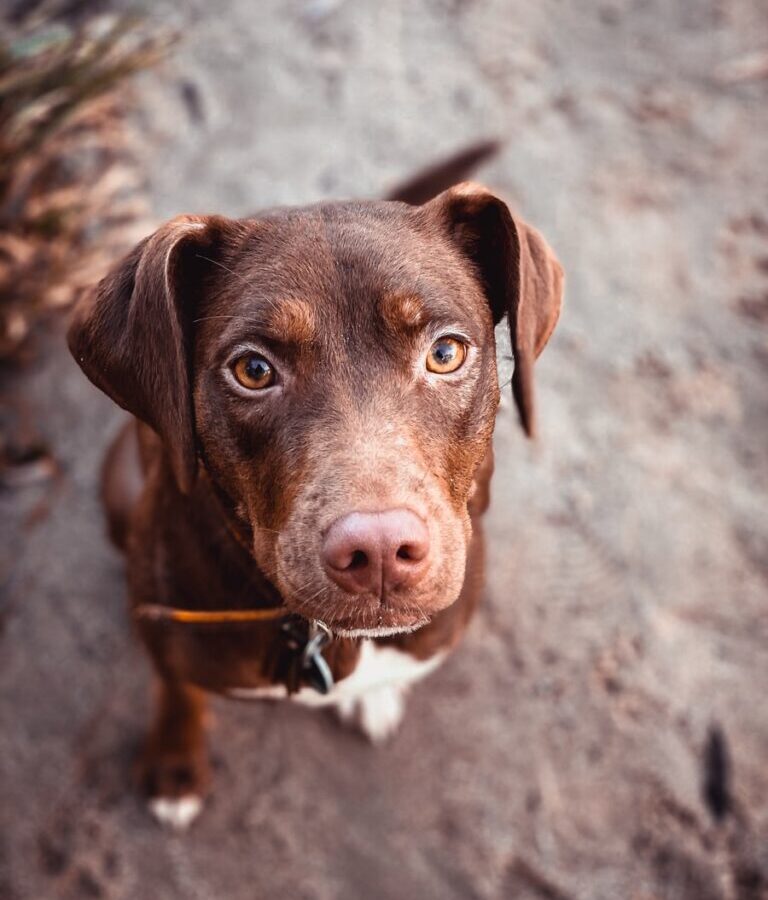 brown and white short coated dog sitting on gray concrete floor during daytime