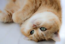 orange tabby cat lying on white surface