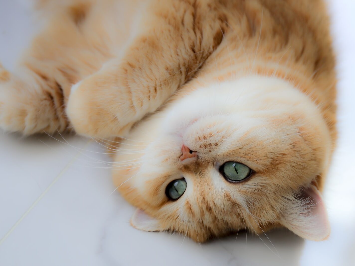 orange tabby cat lying on white surface