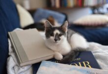 white and black cat on blue and yellow book
