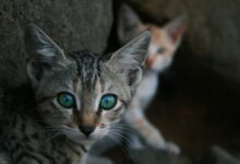 selective focus photo of gray tabby kitten