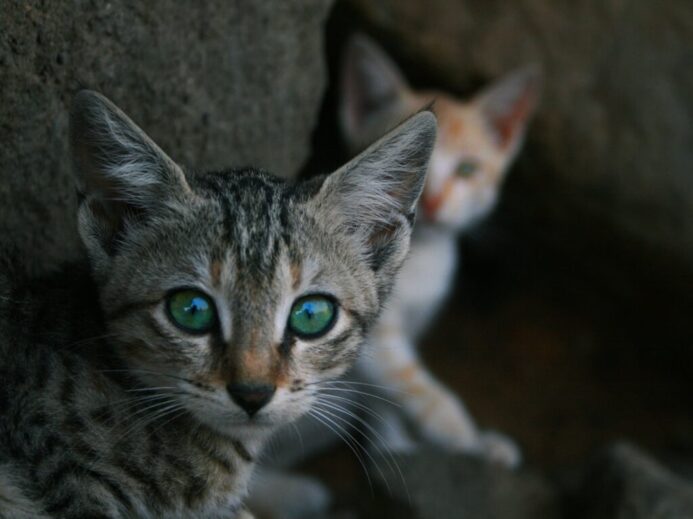selective focus photo of gray tabby kitten