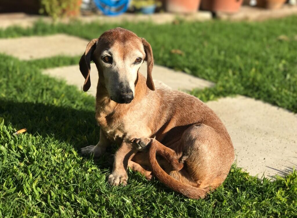 short-coated brown puppy on lawn
