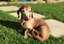 short-coated brown puppy on lawn