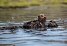 brown animal on body of water during daytime