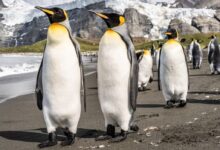penguins on gray concrete pavement during daytime