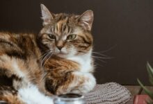 brown and white tabby cat on white textile