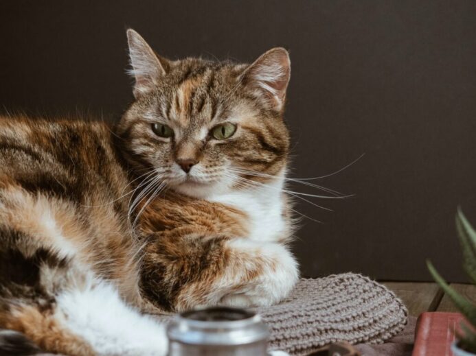 brown and white tabby cat on white textile