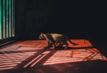 cat near window